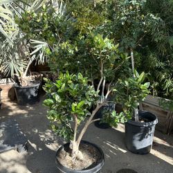 Wax Privet Topiary Bonsai 15gal 