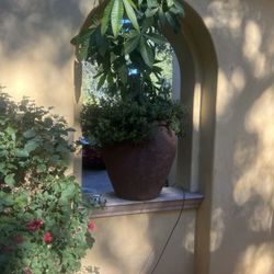 🌿 For Sale: Beautiful Terracotta Pots with Plants!🌿 