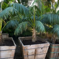 Large Kentia Palm / Howea forsteriana - Boxed Specimen Palm