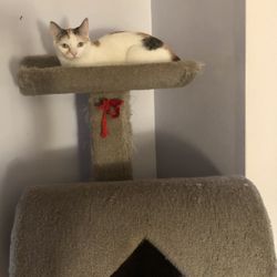 Cat tree & Supplies 