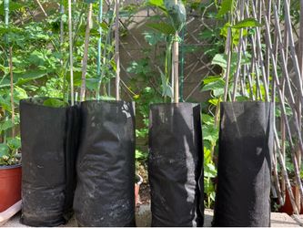 Chayote Seedlings