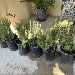 Rosemary Bush 5 Gallon 15$ Each