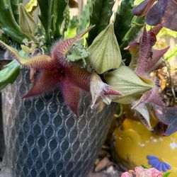 4” stapelia grandiflora  first picture for reference 