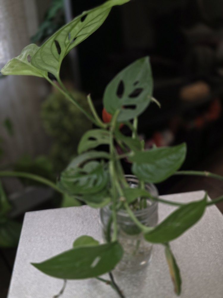 Rooted Monstera Adansonii Cutting