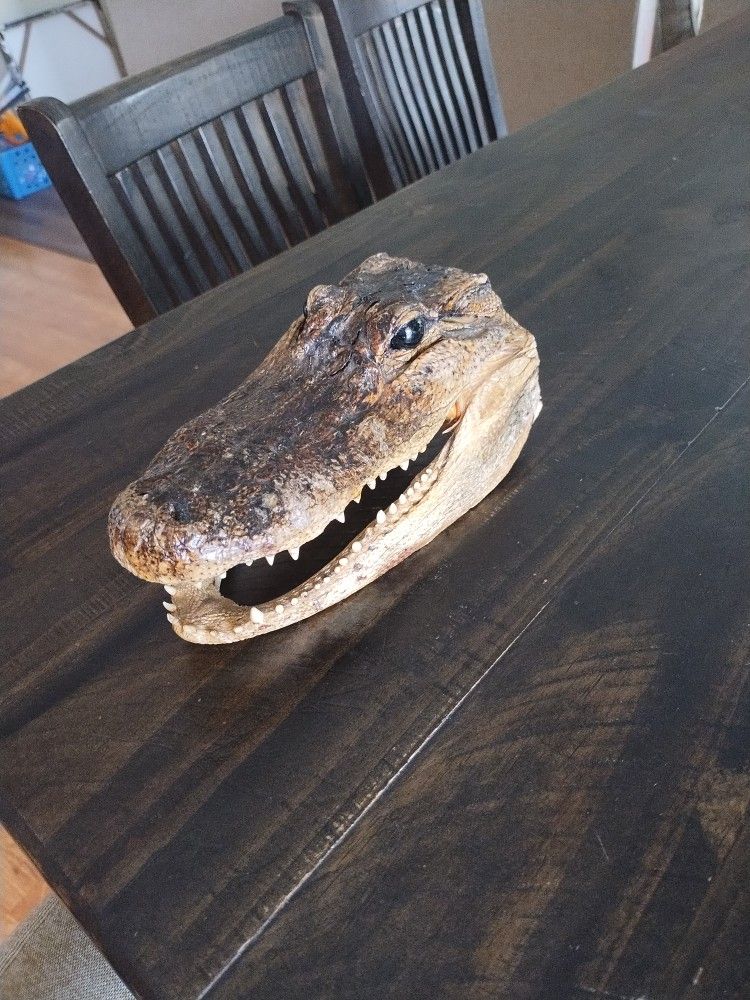 Real Gator Head