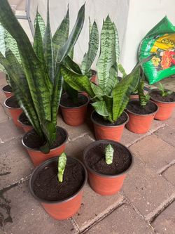 🪴 Air Purifying Houseplants- Snake Plant “Bird’s Nest” – Easy Low Maintenance 🌿
