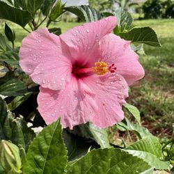 HIBISCUS 3G