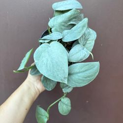 6” scindapsus java platinum 