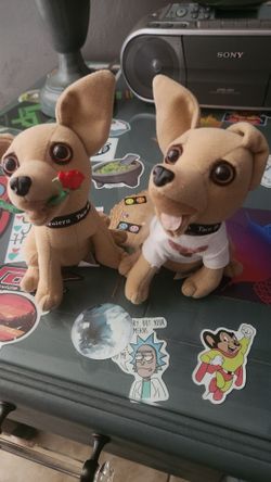 Chihuahua Dogs