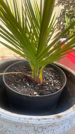 Palm tree/date tree Palm tree/date tree