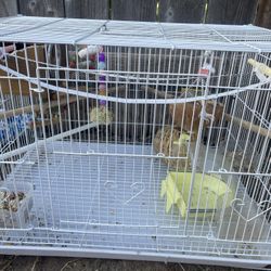 Bird Cage With Bird 