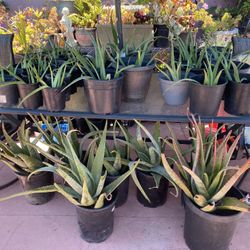 Aloe Vera Plant/Each