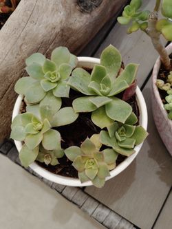 10 different plants