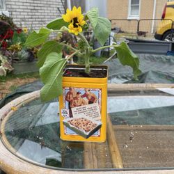 Fun Sunflower !!