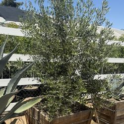 Fruitless Ók hve Trees Wilsonii 30 Gal