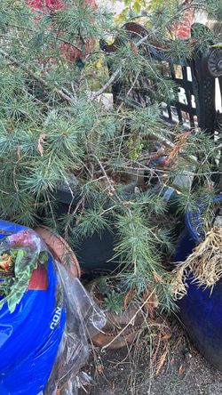 Deodar Cedar