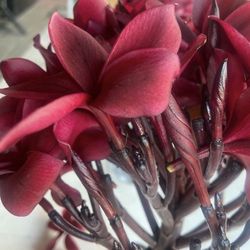 PLUMERIA CUTS-****RARE COLOR****DARK Red
