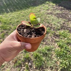 Kalanchoe 
