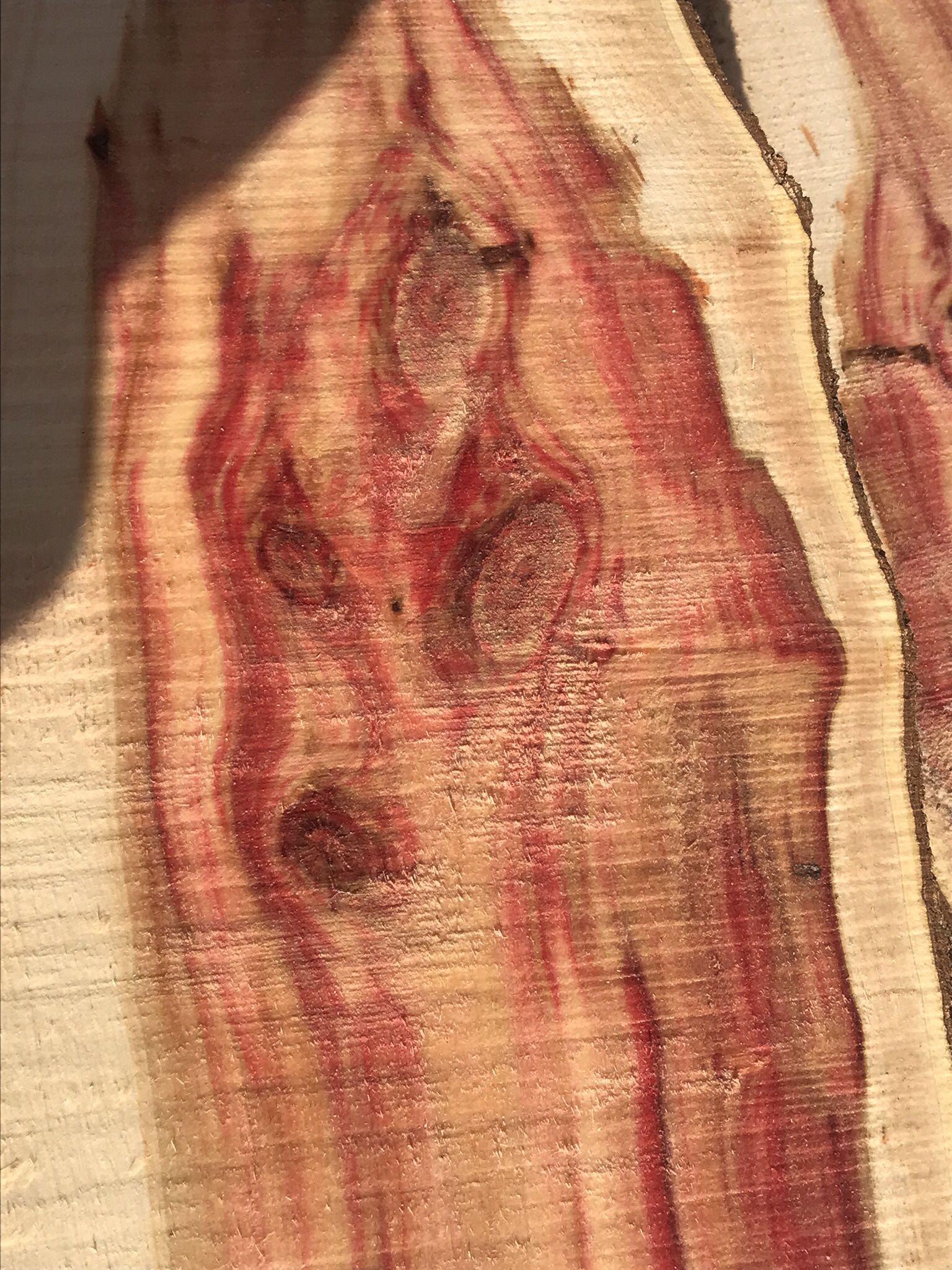 Fresh Cut Flame Elder