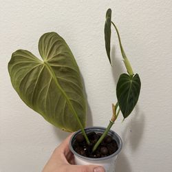 Philodendron Splendid