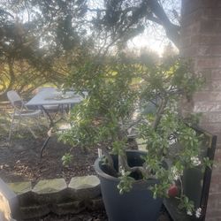 Big Jade Tree