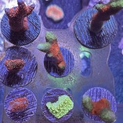 Fake Digi & Green Cap Coral