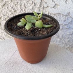 3 Inch Pot Succulent Plant - Cotyledon Pendens - Cliff Cotyledon - Aakula Draxa Mokka - Rooted & Established - 🪴- Drought Resistan