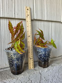 Begonia Amphioxus Plants