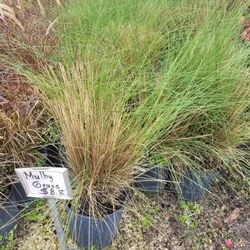 MULHY GRASS 