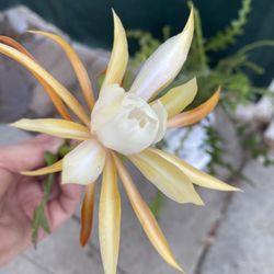Fishbone Cactus Epiphyllum Ric Rac Or Zig Zag Cactus Blooming Plant, In 6 Inch Pot Pick Up only