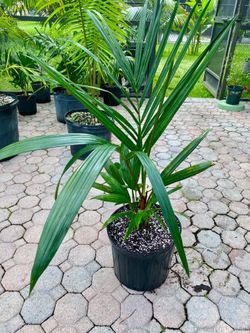 Lipstick Palm, Red sealing wax palm, Cyrtostachys renda