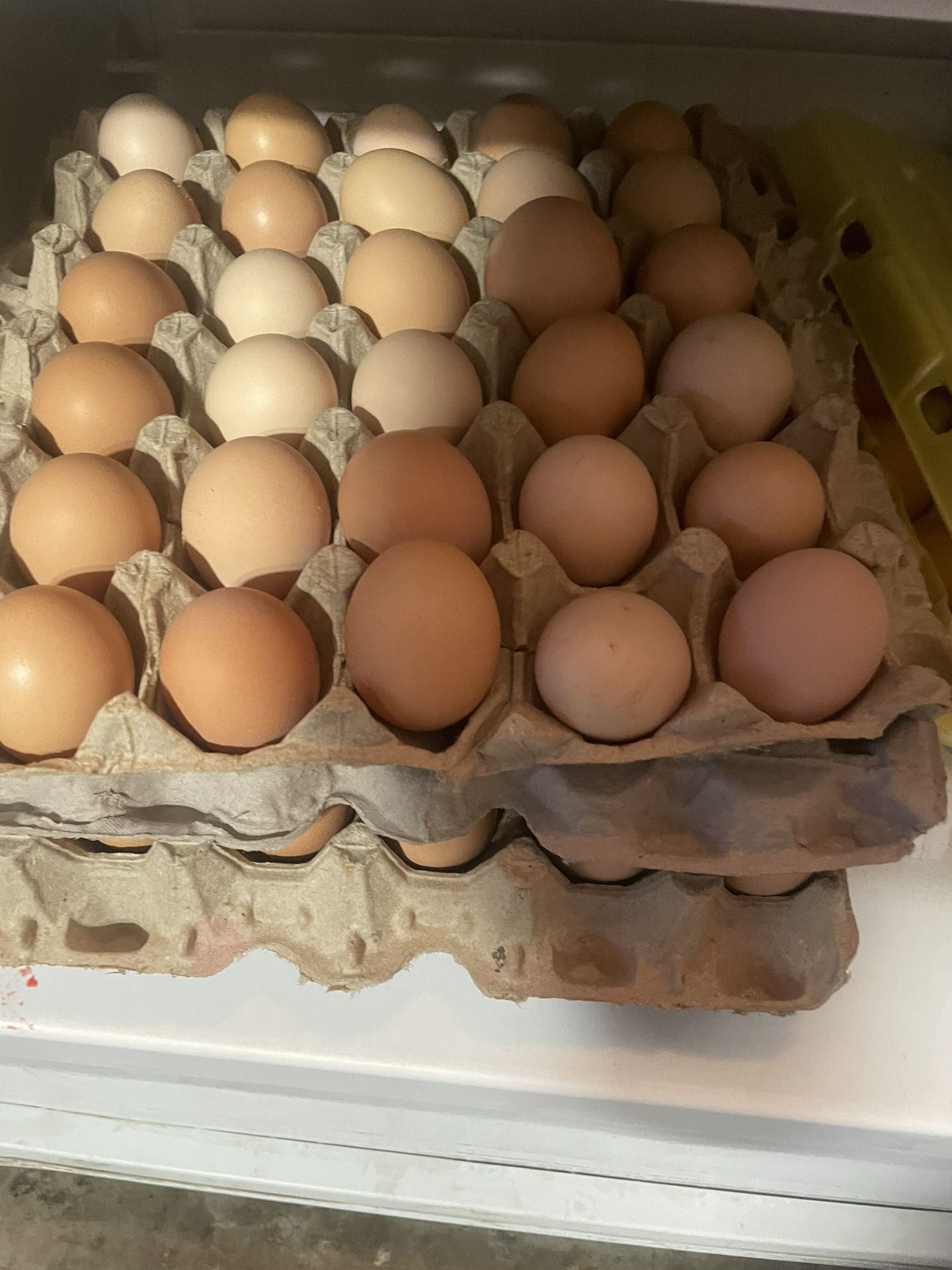 Fresh Organic Eggs 