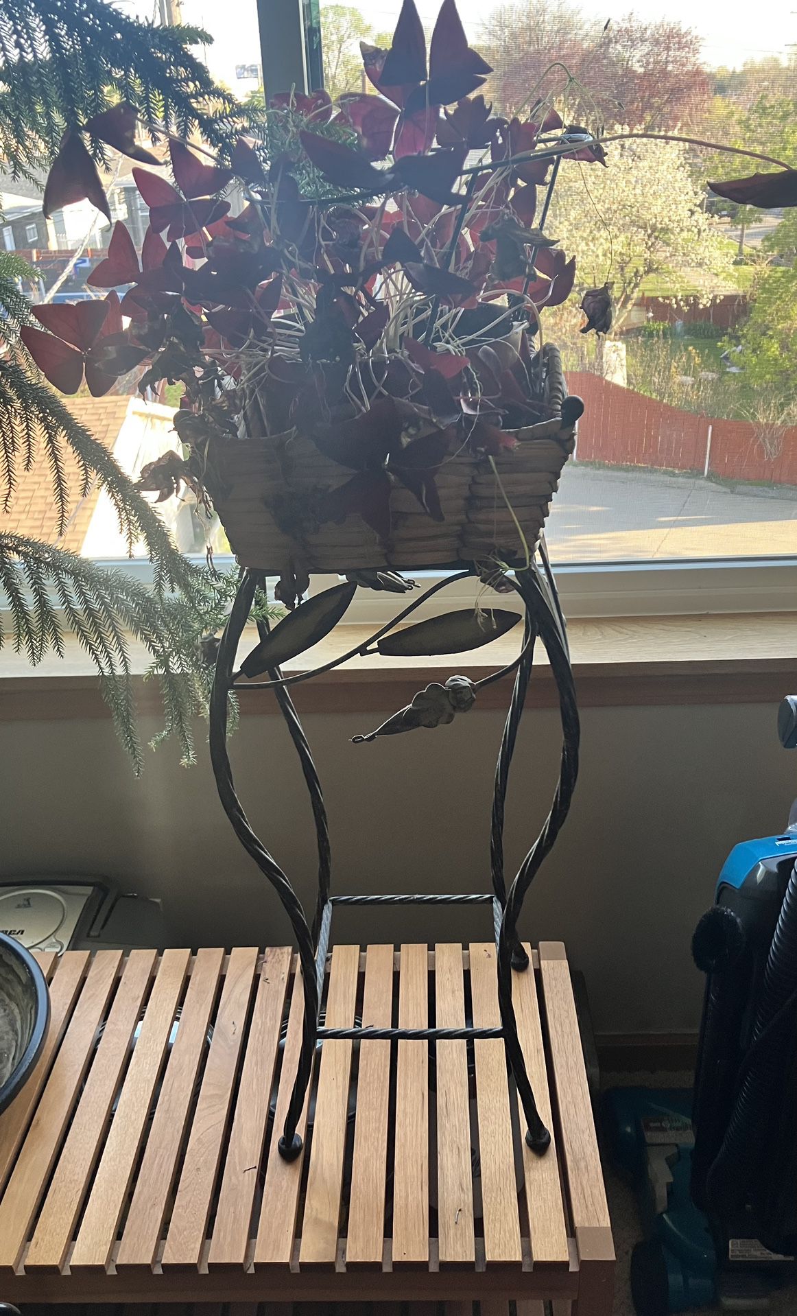 Plant With Stand/basket