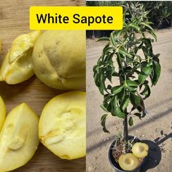 white Sapote Grafted Trees 🌳 In 3gal Arboles  de Sapote Blanco Injertados 3,gal