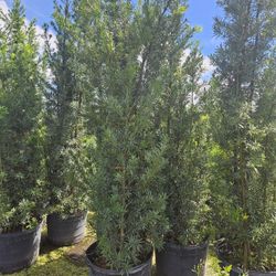 Podocarpus Over 6 Feet Tall Privacy Isolate Your Home From Noisy Neighbors 