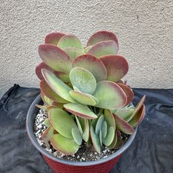 Flapjack Succulent Plant