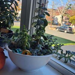 A Beautiful Potted Collection of Various Succulents