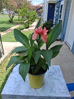 Flowering Canna Garden Plants