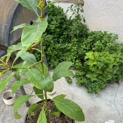 Planta de aguacate