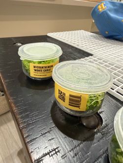 Monte carlo aquarium plants