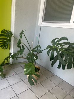 Large monstera thai con
