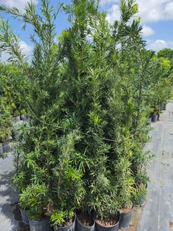 podocarpus6 to 7 feet tall  Instant Privacy Hedge For Fence Green Full Ready Best plant for fencing hedges and privacy low maintenance  minimum qty 50