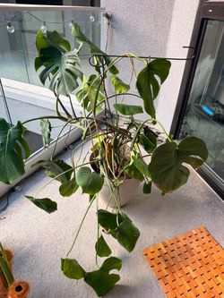 Monstera Plant