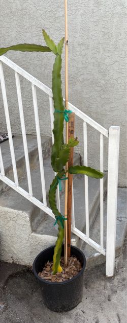 Dragon fruit plant-Asunta 5 Paco around 4ft rooted strong base with branches