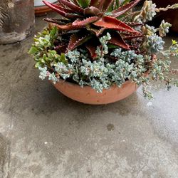Succulent Plants In The Pot 