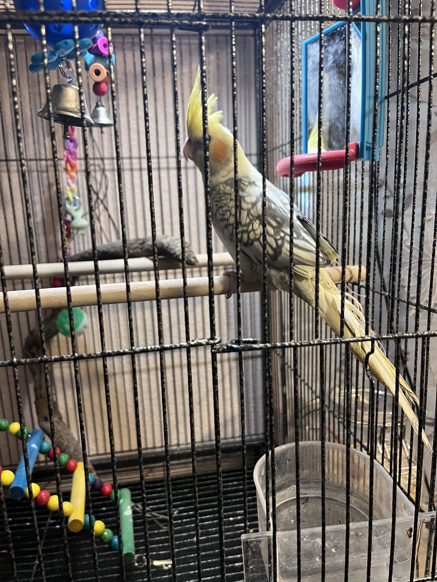 Cockatiels