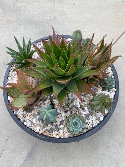 Succulent and cacti mix planter