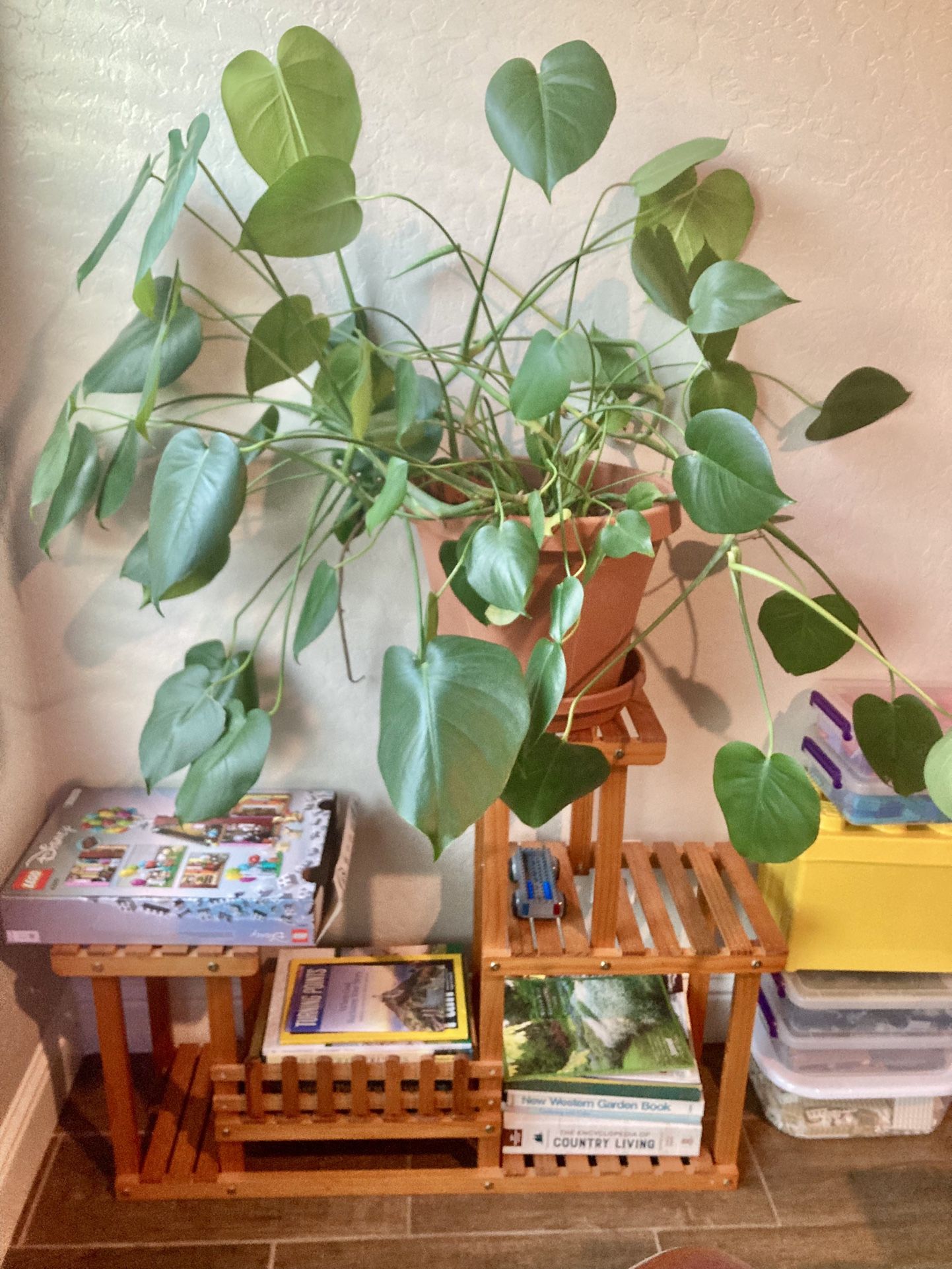 Mini Monstera, live Plant