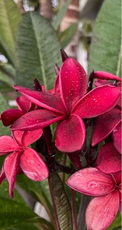 Hilo Beauty Plumeria  Tree