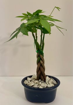 Braided money tree in 4” x 5” ceramic pot